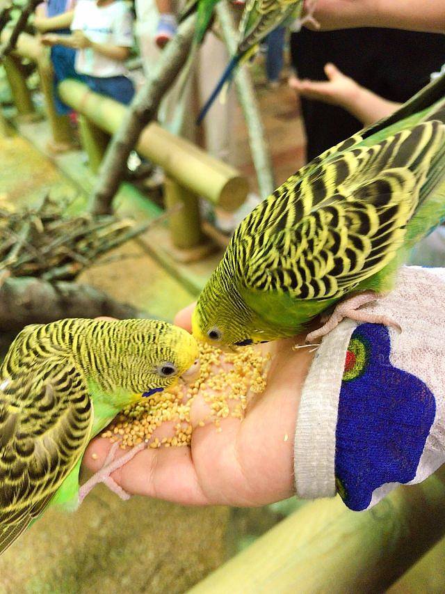 马塔塔动物王国