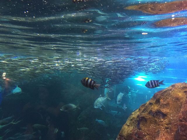 新江之岛水族馆