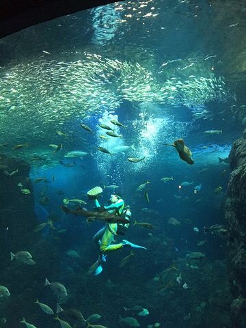 新江之岛水族馆