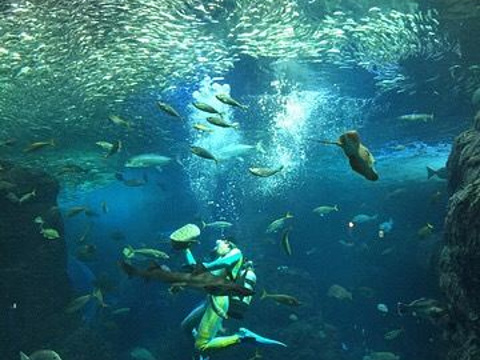新江之岛水族馆旅游景点图片
