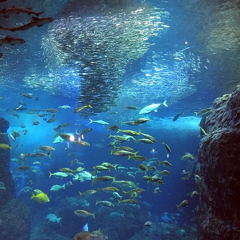 新江之岛水族馆