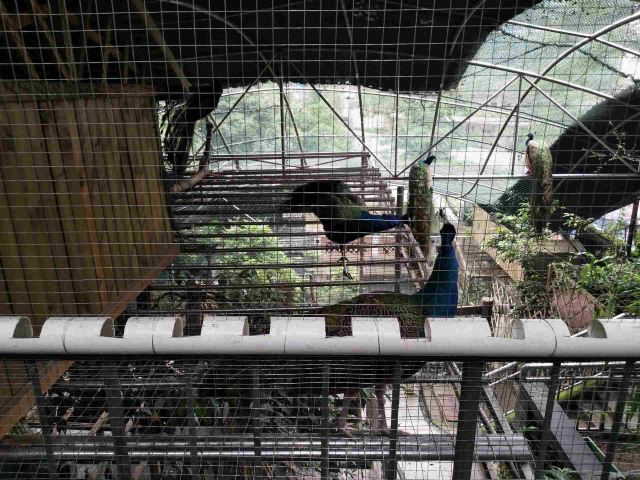 重庆鳄鱼养殖中心