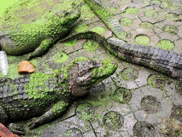 中国扬子鳄景区