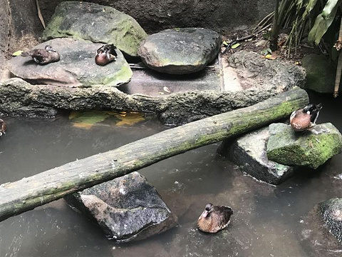 新加坡动物园旅游景点攻略图