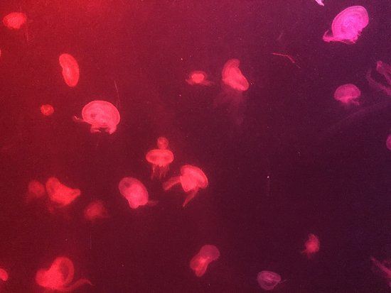 芭堤雅海底世界