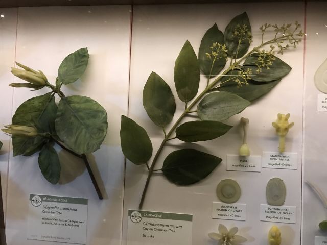 哈佛自然历史博物馆