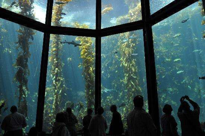 "蒙特雷灵魂动物海獭在水里吃东西的样子真的超级可爱啊_蒙特雷湾水族馆"的评论图片