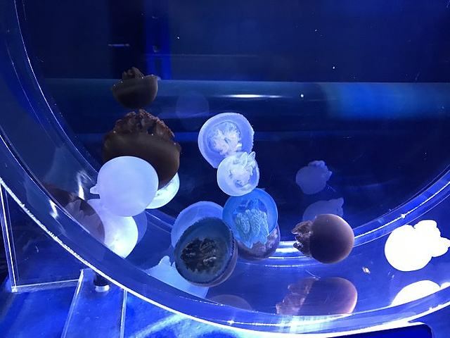 墨田水族馆
