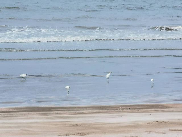 "非常不错的沙滩，一早去还能看到海鸟，惊喜很大_基湖沙滩"的评论图片