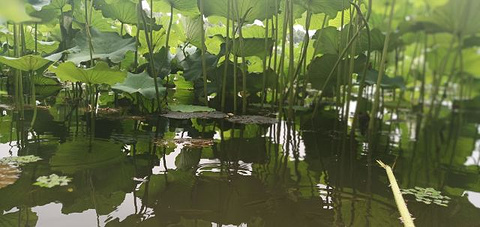 荷塘月色湿地公园旅游景点攻略图