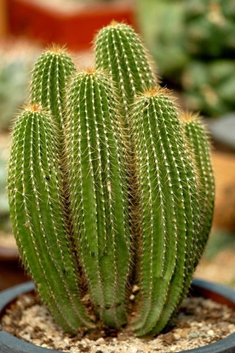 伊豆古兰帕鲁公园