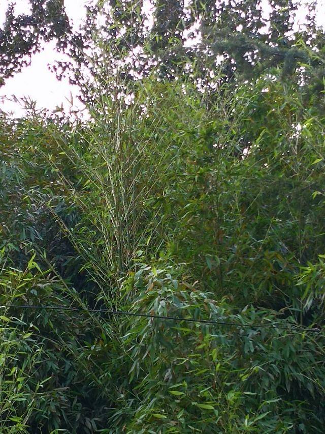 白龙潭皇家森林公园