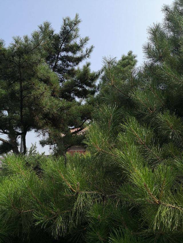 白龙潭皇家森林公园