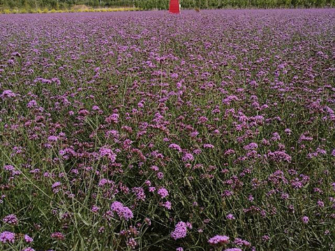 紫海香堤香草艺术庄园旅游景点图片