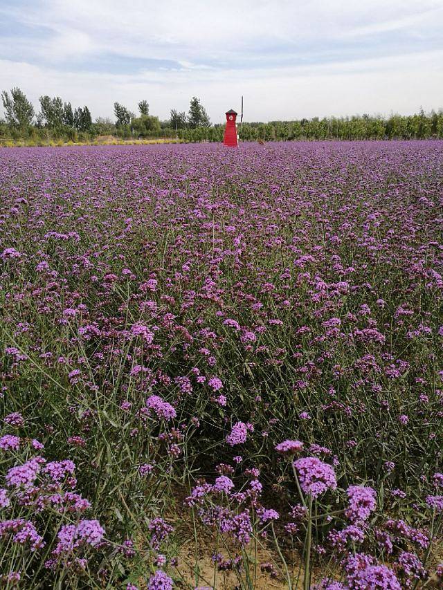 紫海香堤香草艺术庄园