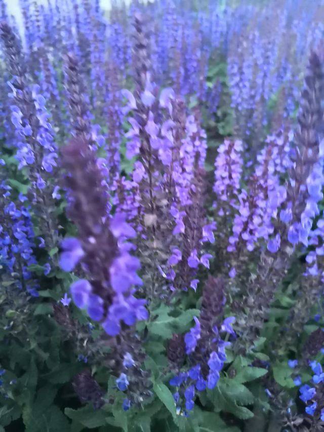 紫海香堤香草艺术庄园