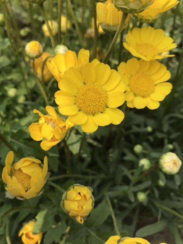 紫海香堤香草艺术庄园