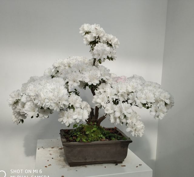 中国杜鹃花博览园