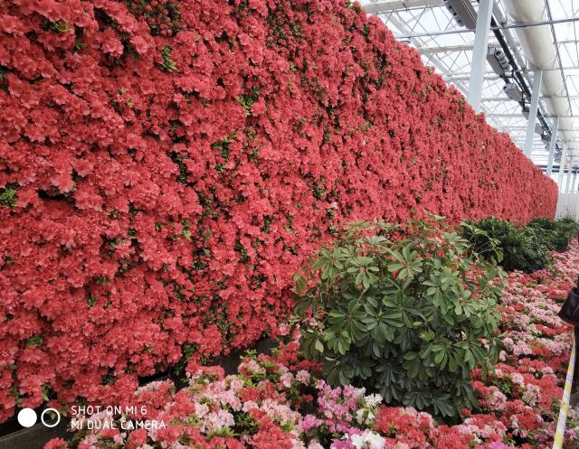 中国杜鹃花博览园