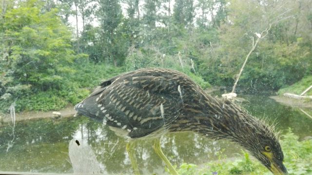 鼎翔生态旅游度假区