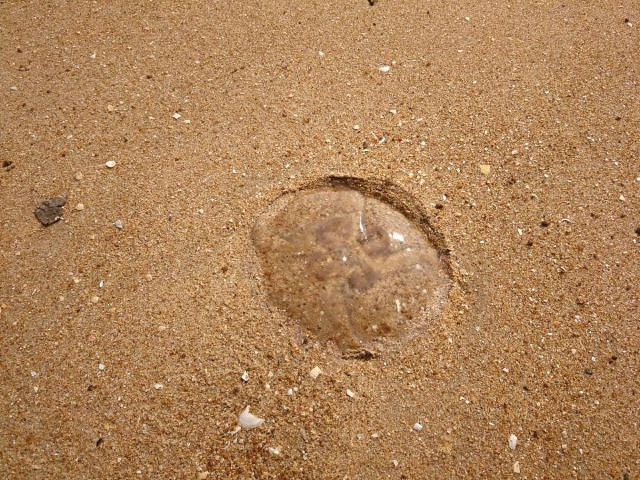 "...去，人少，感觉还是不错的，沙滩上可以捡到贝壳，还能看到水母，还有可以冲脚的地方，孩子玩的跟开心_东疆湾沙滩景区"的评论图片