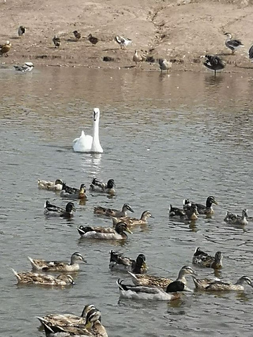 "面积很大的一片湿地，里面有很多天鹅，野鸭等鸟类，从门口进去路很远，可以坐大巴或者坐船_南大港湿地"的评论图片