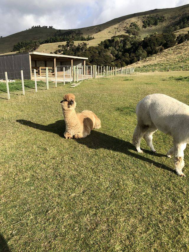 莎玛拉羊驼牧场