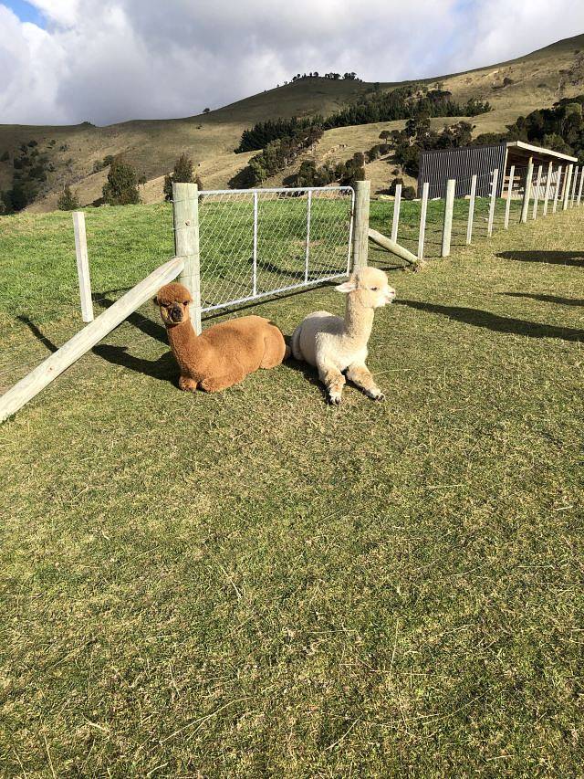 莎玛拉羊驼牧场