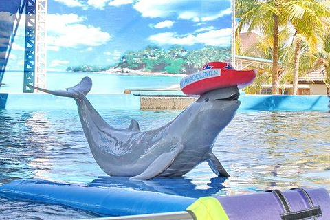 芭提雅海豚世界旅游景点攻略图