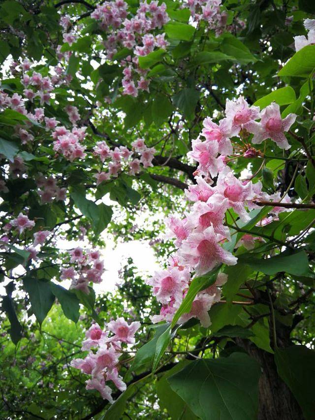 百里山水画廊—滴水壶