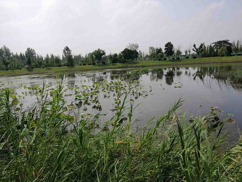 泗洪洪泽湖湿地旅游景点攻略图
