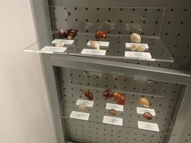"比较好，很喜欢，第一次知道原来贝壳类有这么多种类，真是多种多样五彩斑斓_大连贝壳博物馆"的评论图片