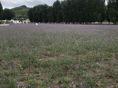 紫海香堤香草艺术庄园旅游景点图片