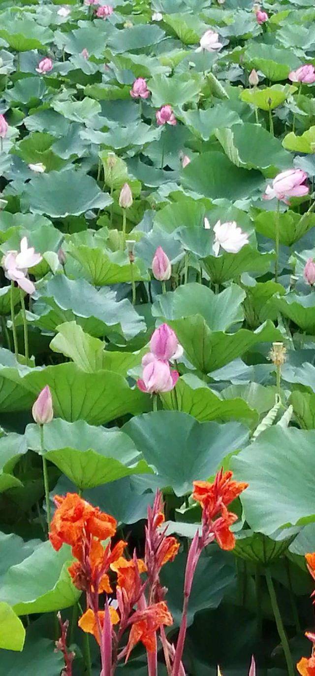 阿酋湾水上乐园