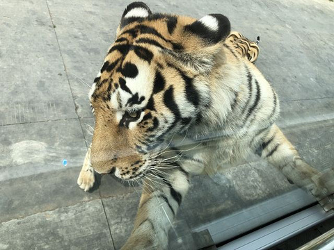 秦岭野生动物园旅游景点攻略图