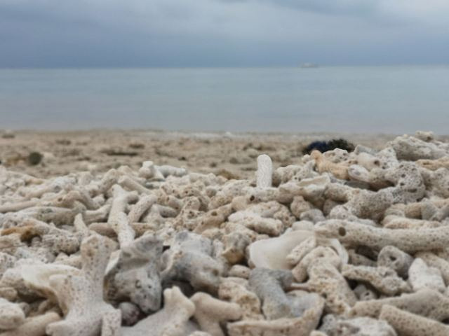 "海边都是珊瑚礁化石和一些散碎的贝壳，带着小孩认真搜寻可以找到一些完整的贝壳，傍晚游览散步的好去处_贝壳沙滩"的评论图片