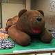 伊豆泰迪熊博物馆