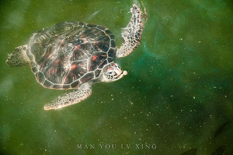 海龟自然保护区旅游景点攻略图