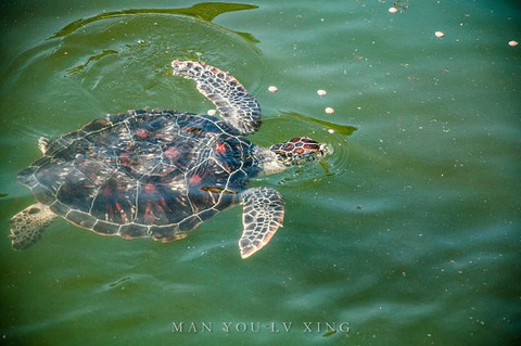 海龟自然保护区旅游景点攻略图