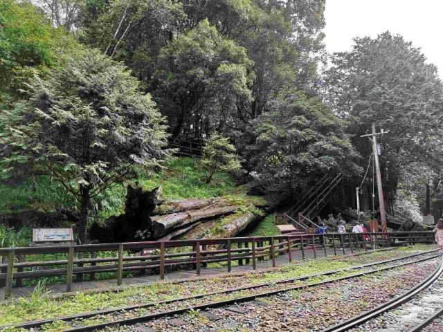 阿里山国家风景区