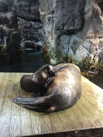 "海游馆是世界最大级别的水族馆，进馆后穿过隧道型水槽的“水门”,乘电扶梯而上到达最顶层的“日本森..._大阪海游馆"的评论图片