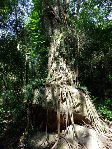 "莫里热带雨林景区还是比较有原始风味的，在里面游玩，可以看到很多的原始树木，而且还有很多树抱石，..._莫里热带雨林景区"的评论图片