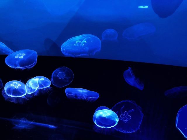 墨田水族馆