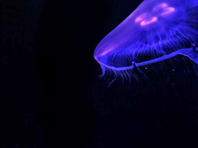 墨田水族馆