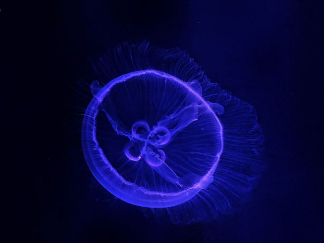 墨田水族馆