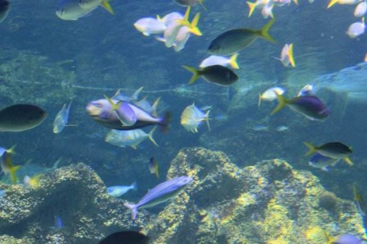 "里面有长达146米的水底通道、全部圆弧形的玻璃观景窗，其中鲨鱼种类世界排名第一、第二，足以惊艳到你了_悉尼水族馆"的评论图片