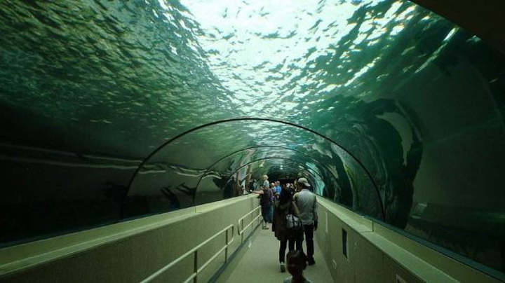 "里面有长达146米的水底通道、全部圆弧形的玻璃观景窗，其中鲨鱼种类世界排名第一、第二，足以惊艳到你了_悉尼水族馆"的评论图片