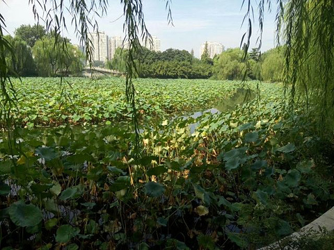 紫竹院公园旅游景点图片