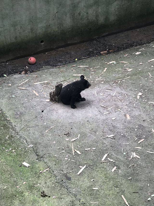 黄山大熊猫主题乐园