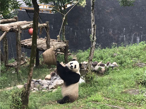 休宁大熊猫生态乐园旅游景点图片